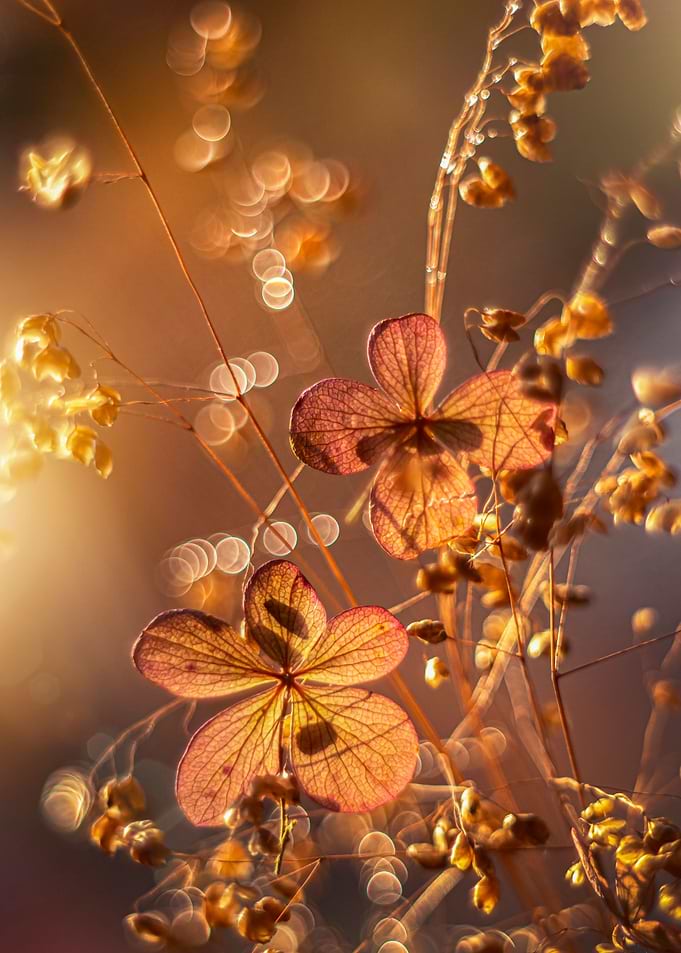 Autumn leaves