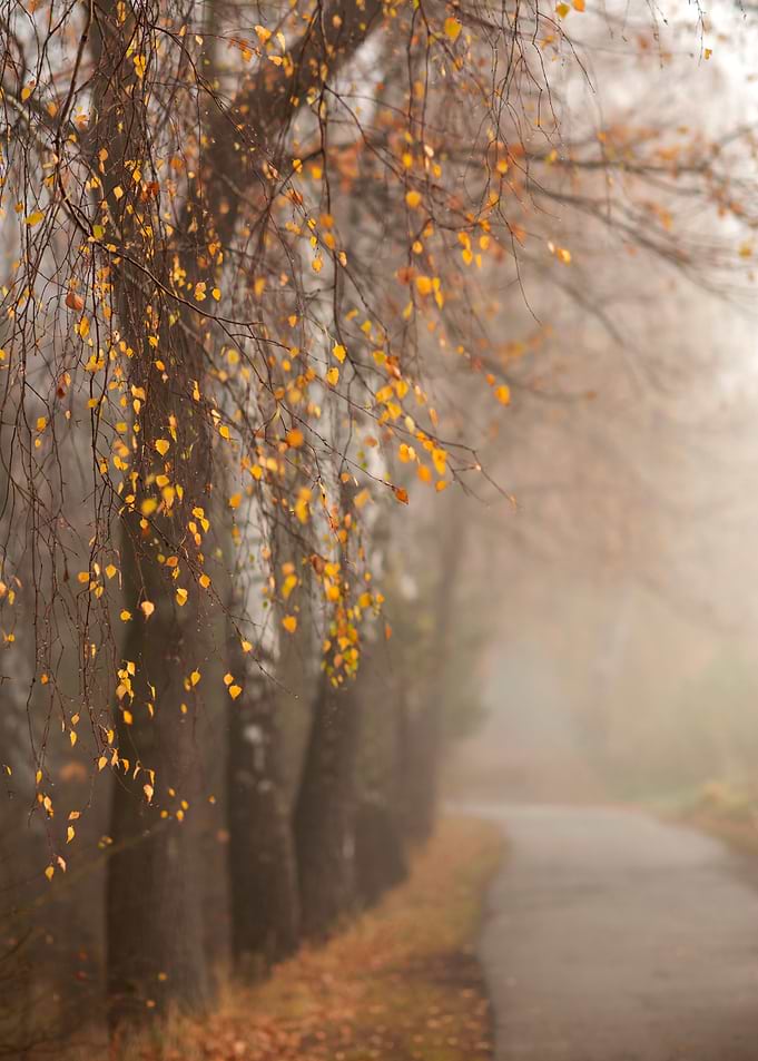 Autumn alley