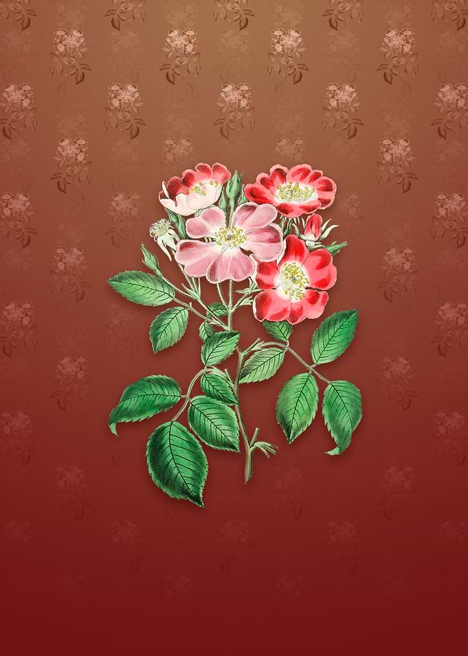 Vintage Rose Clare Flower
