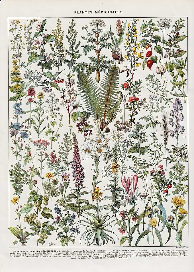 Medicinal Flowers