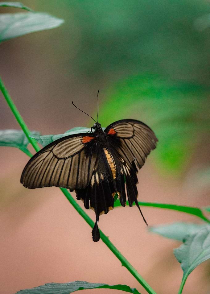 Black Butterfly