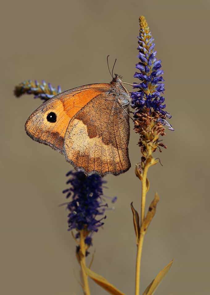 Brown Butterfly