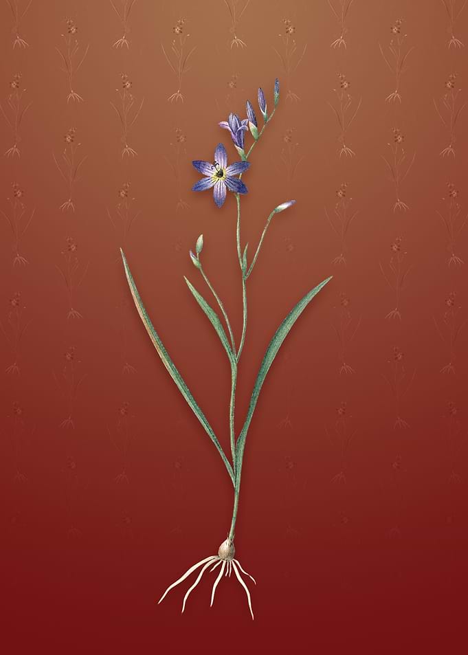 Vintage Ixia Secunda