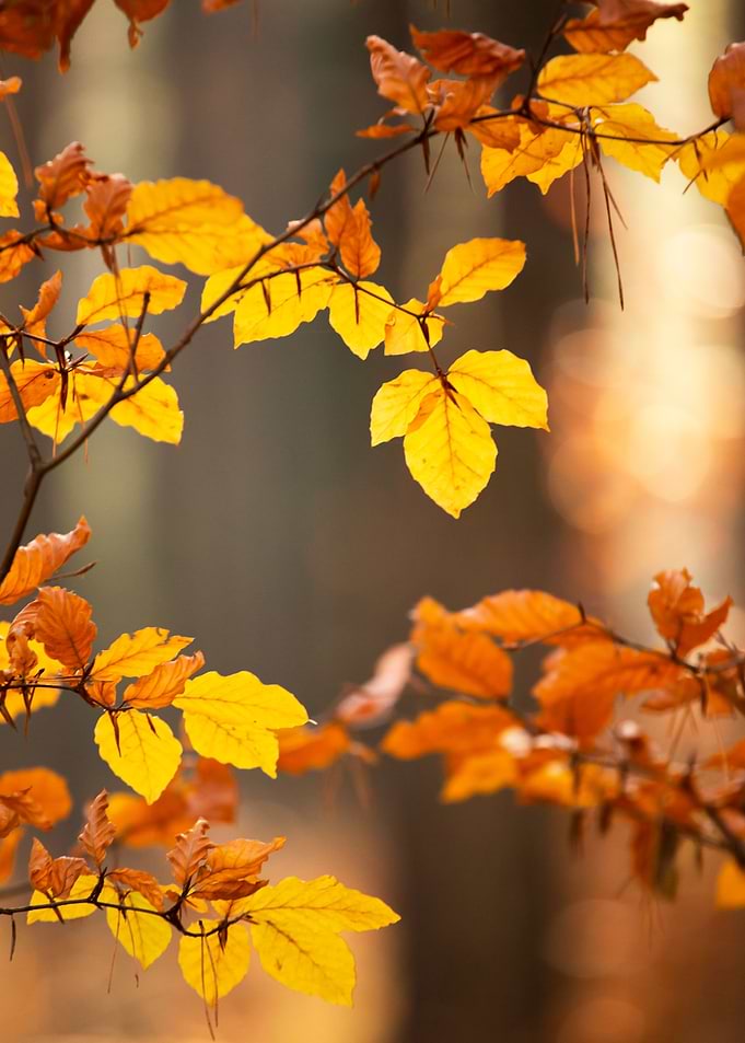 Autumn leaves