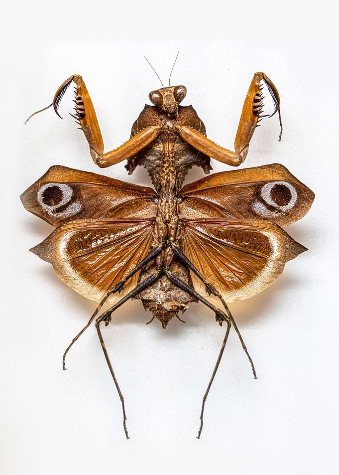 Great mantis