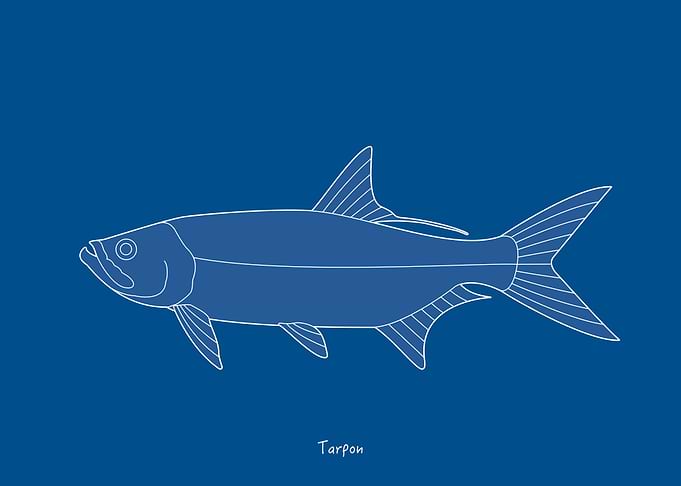 Sea Fish