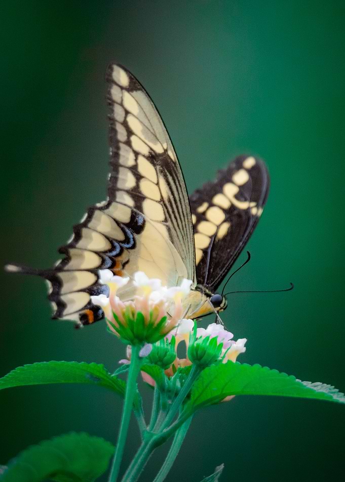 Floral butterfly