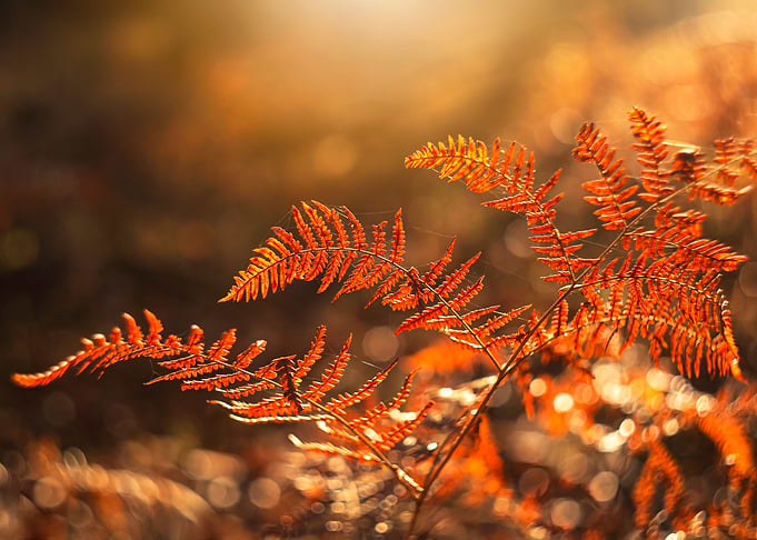 Autumn leaves