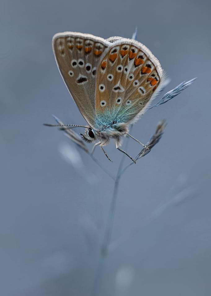 Icarus Butterfly