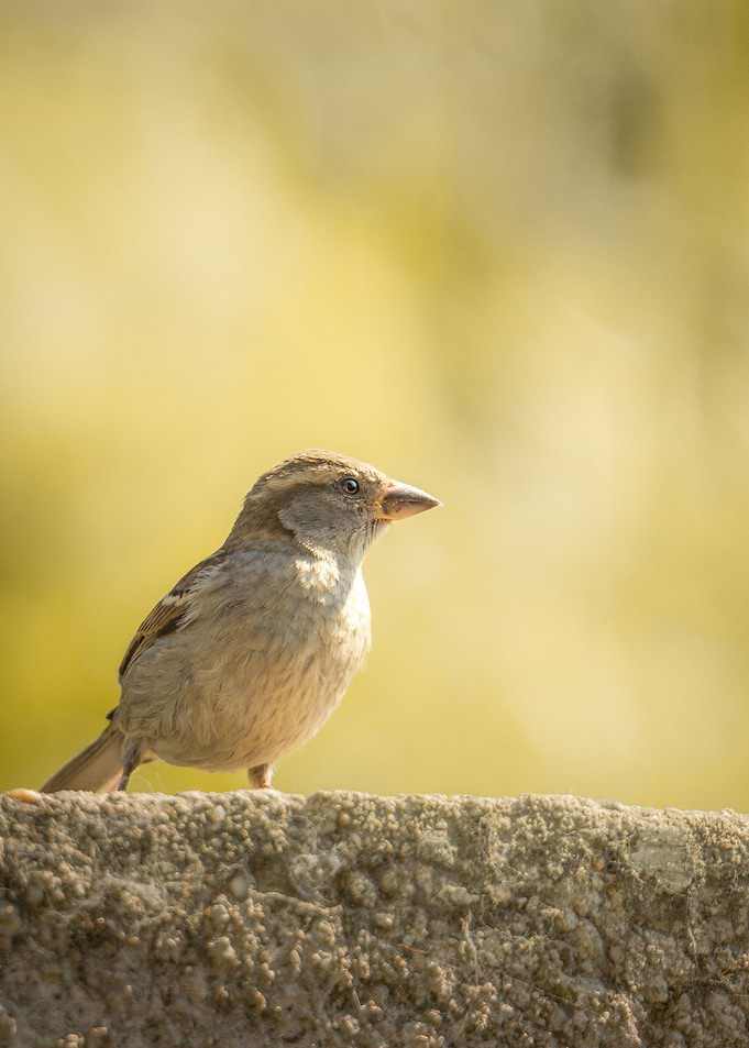 Young bird