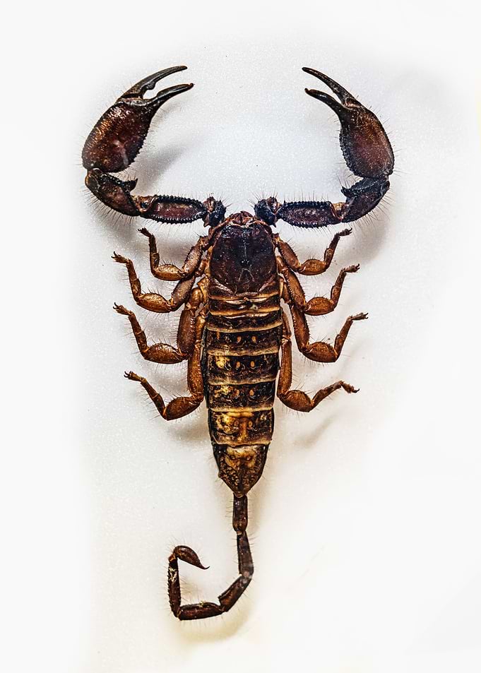Great Scorpion