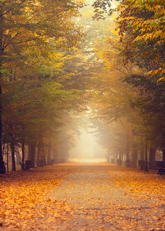 Autumn travel, misty road