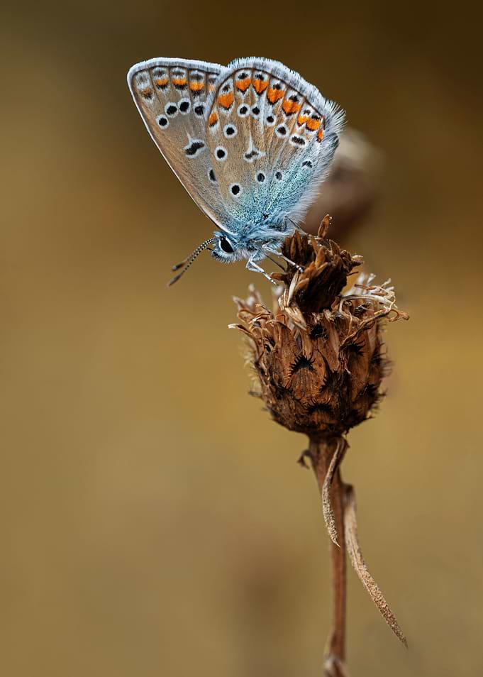Icarus butterfly
