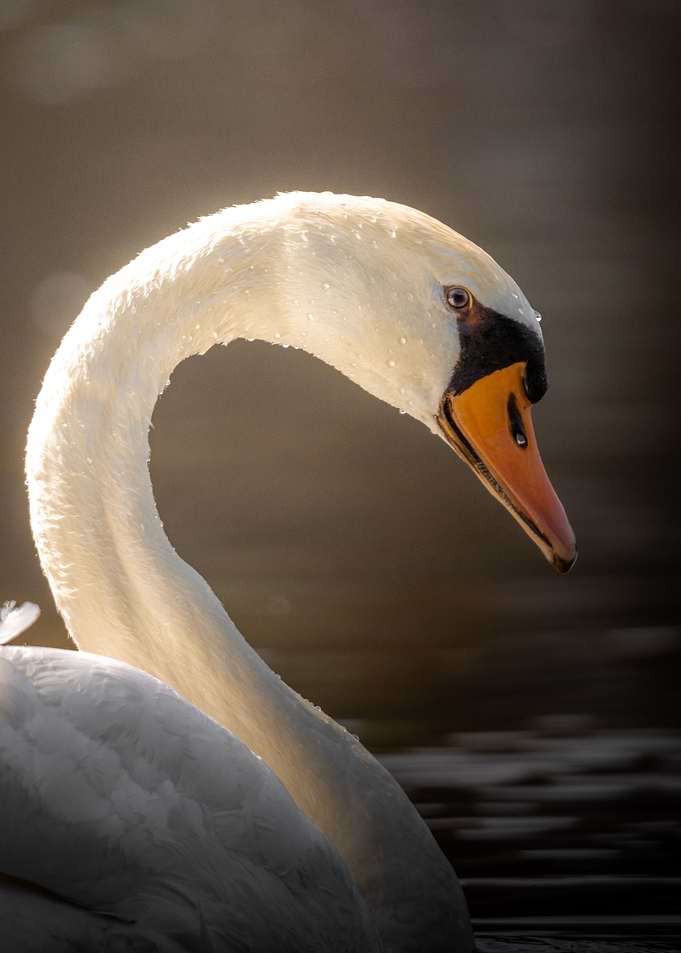 Swan portrait
