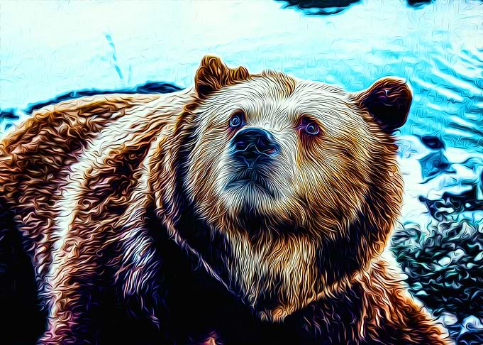 Bear