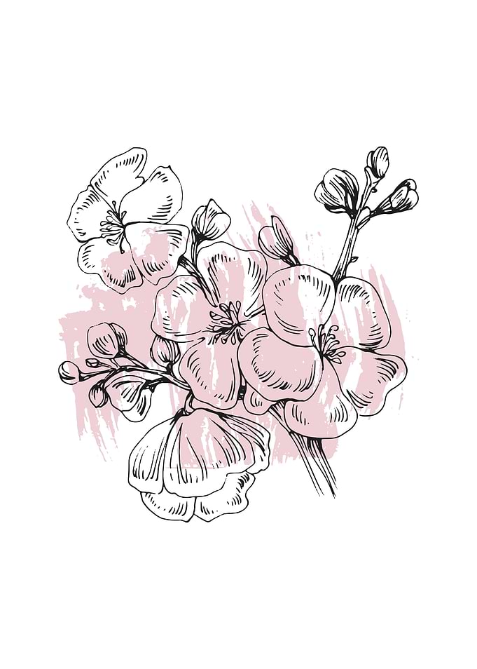 Sakura Cherry