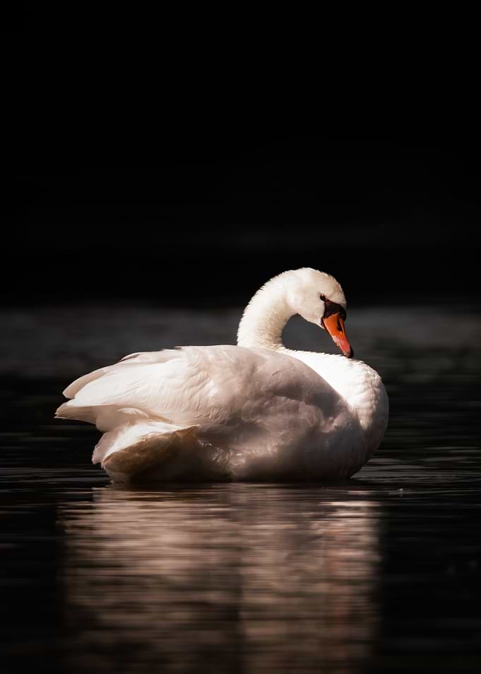 Shadow swan