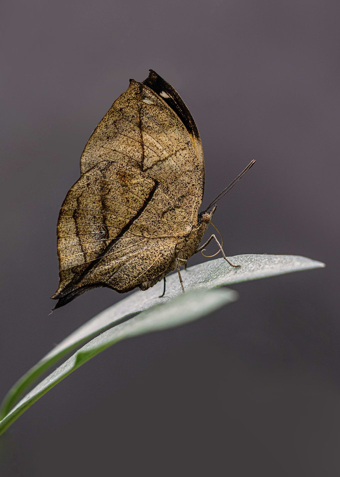 Great camouflage