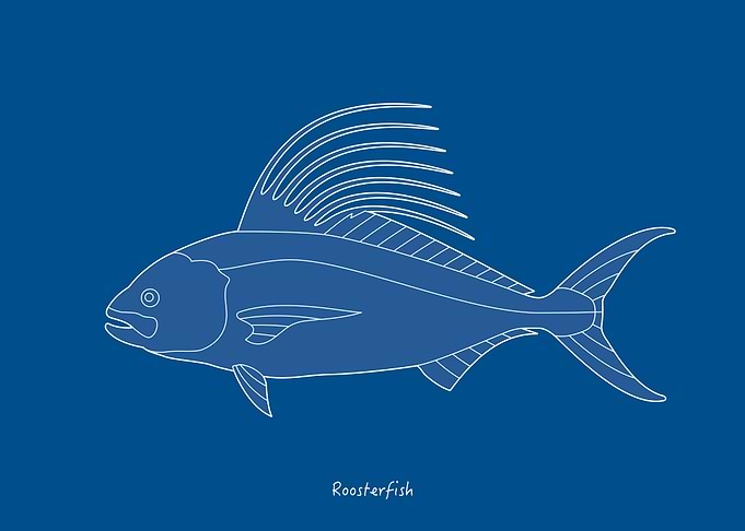 Sea Fish