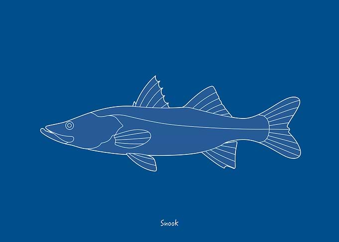 Sea Fish