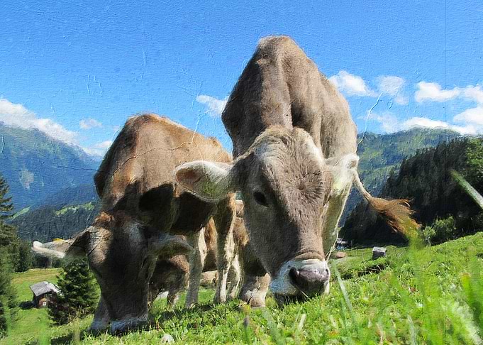 Cute cows