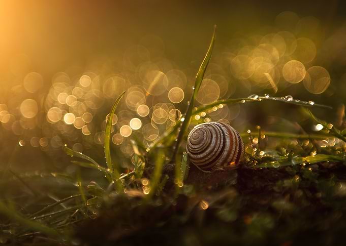 Cute snail