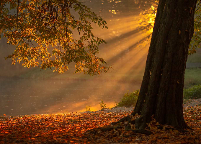Autumn morning