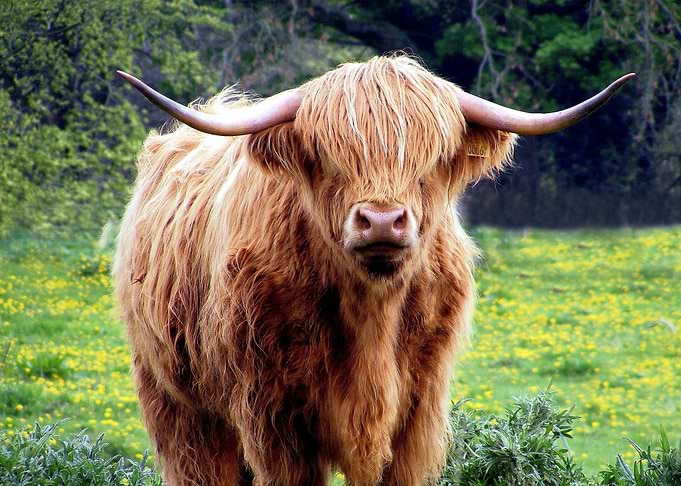 Cow