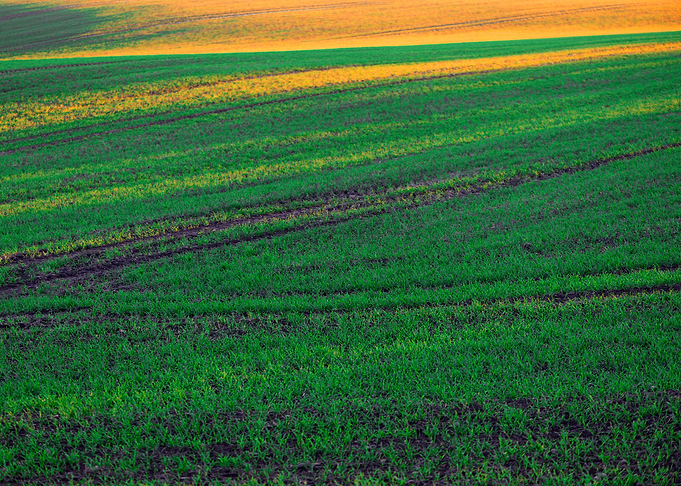 Green field and sunlight