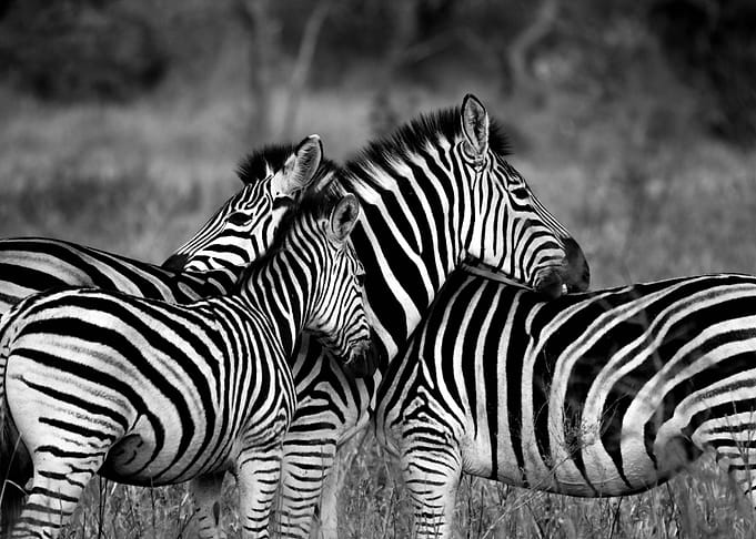 Zebra