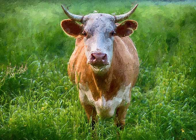 Cute cow
