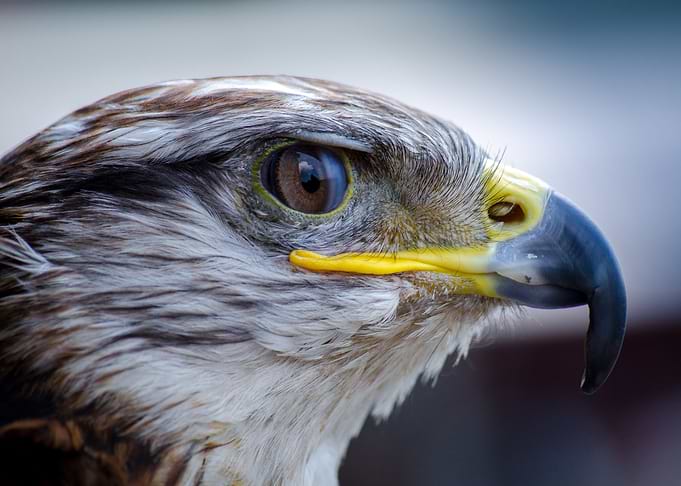 eagle face
