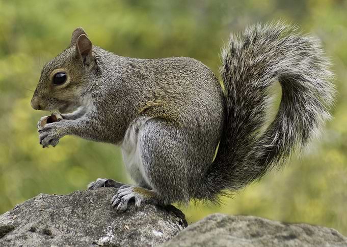 Squirrel