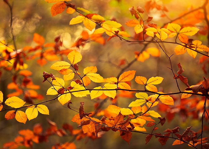 Autumn leaves