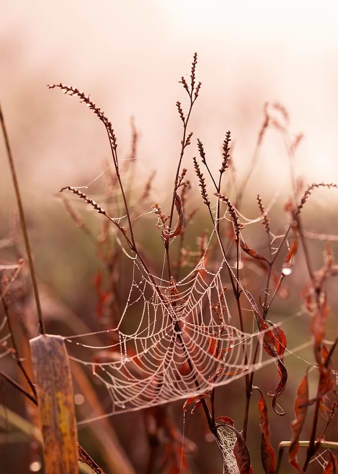 Autumn impression