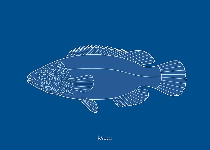 Sea Fish