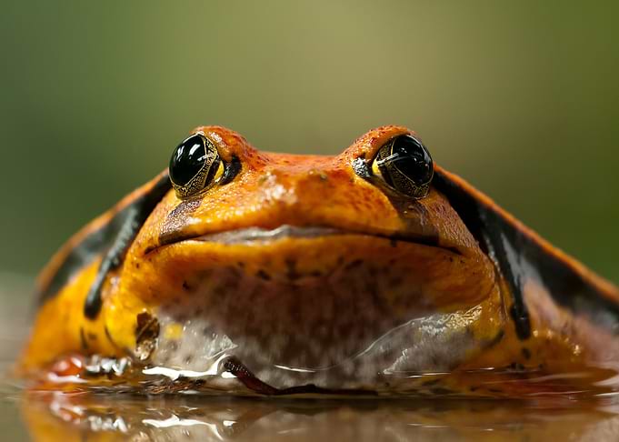 Tomato frog