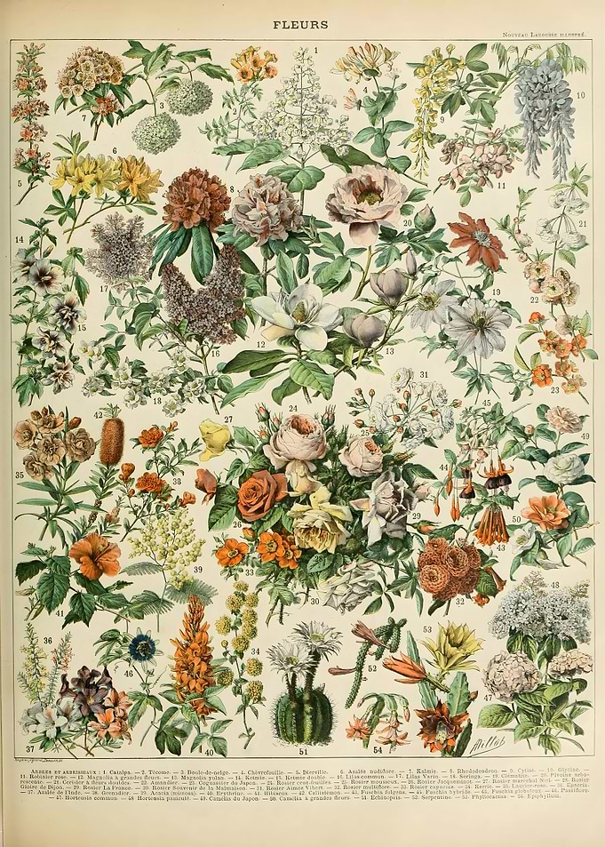 French FLEURS 1909