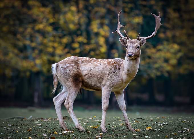 Roe deer