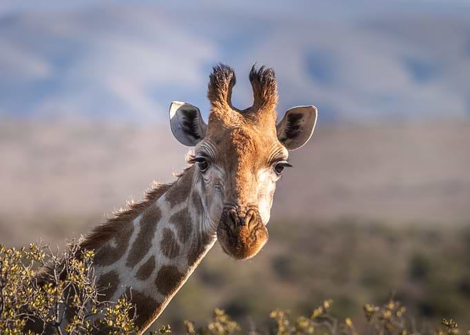 Giraffe