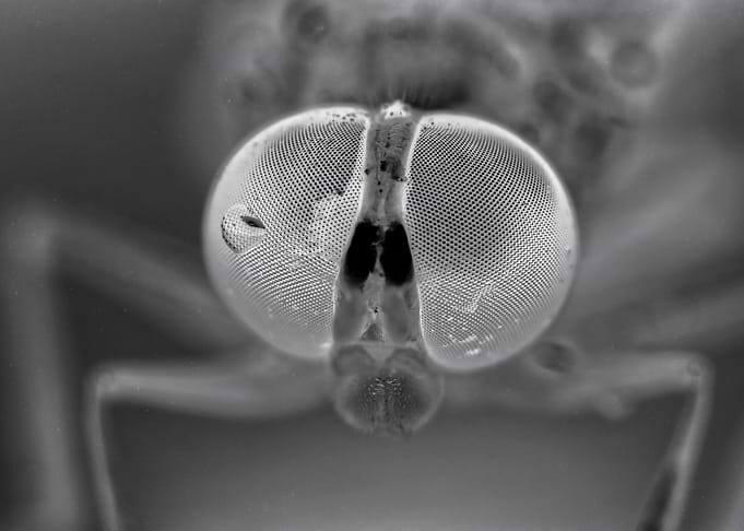Insect Macro Photography