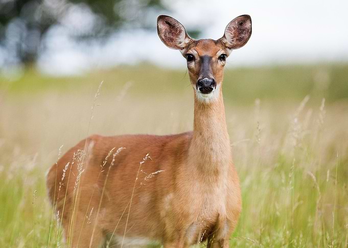 Cute roe deer