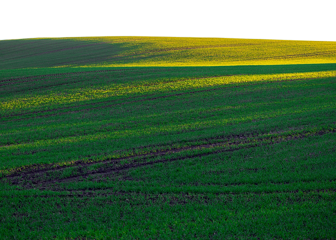 Green field and sunlight