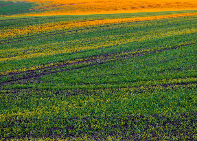 Sunlight on green field