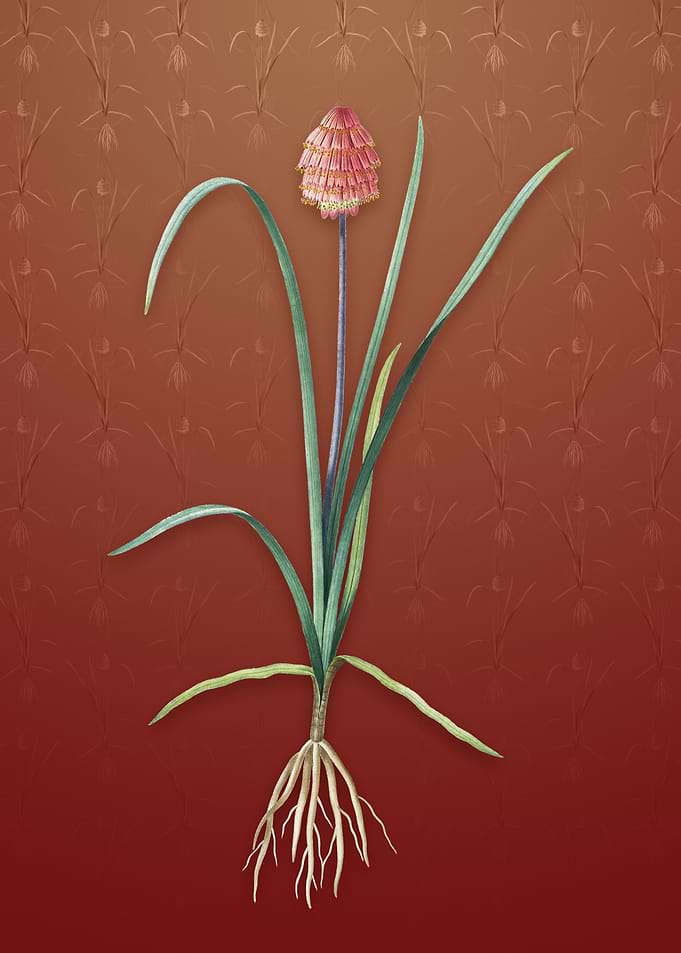 Veltheimia Abyssinica