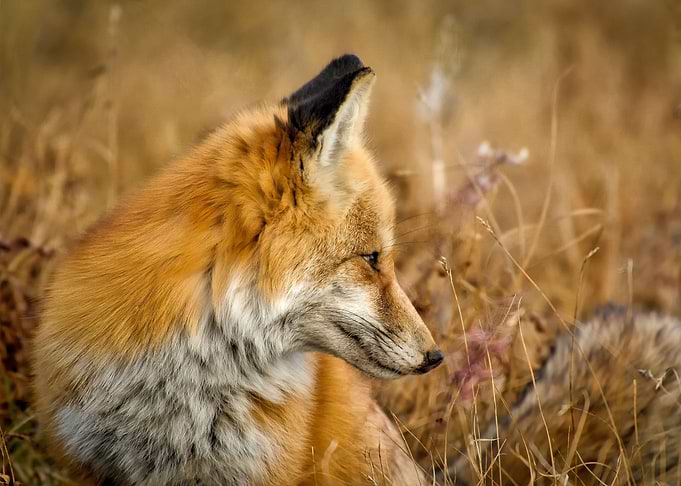 cute fox