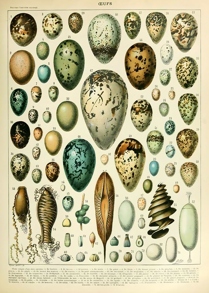 EGGS Oeufs A