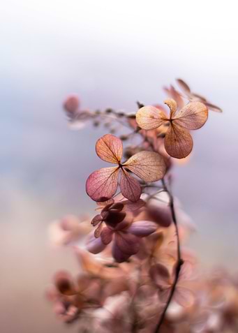 Autumn flowers