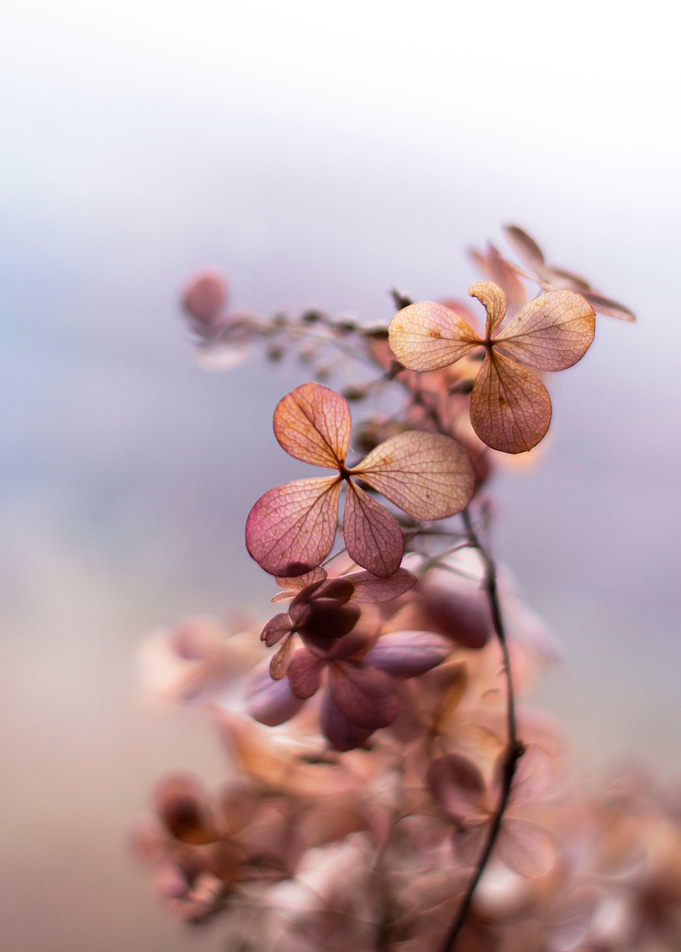 Autumn flowers