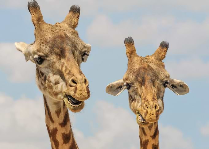 Cute giraffes